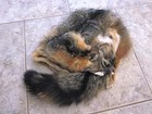 Large Gray Fox Pelt Fur Hide Tanned Log Cabin Decor Man Cave Art