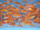 55  Live Fish Goldfish  small guarantee Alive  free Shipping And Fish Net 