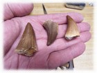 5 Marine Reptile Mosasaur Dinosaur Fossil Teeth Tooth