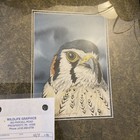 1996 Original Signed Steve Leonardi  Watercolor Painting Wildlife Artist Kestrel