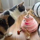 Interactive Cat   s Toy Set  Tunnel  Roller-tower With Balls  And 3 Bouncing Ball