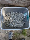 River Find 10 pounds Of Scrap Lead For Fishing Sinkers  Lures And Reloading