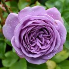 Blue Pom Pom  kinda Blue Shrub Rose 1 Gallon Plant-presale-ship Nov2