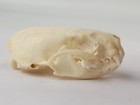 Real American Mink Skull - Neogale Vison - American Sourced