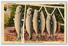C1940 Record Catch Greetings From Cape Charles Virginia Vintage Antique Postcard