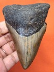 Megalodon Shark Tooth - Real Fossil - 3 58 - Shark Teeth - No Restorations 
