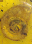 Beautiful Cretaceous Snail In Burmese Amber Fossil Dinosaur Age