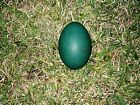 Beautiful Green Emu Eggs Blown Out And Cleaned  seconds 