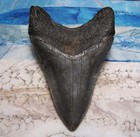Megalodon Shark Tooth 4 7 8  Sharks Teeth Giant Fossil Real Megladon