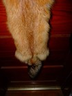 Huge Beautiful Tanned Red Fox Fur Pelt Skin Taxidermy F2 Man Cave Log Cabin Trim