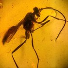 Wasp In Burmese   Burmite Amber Fossil   100  Genuine Amber 