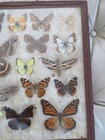 Framed Collection Vintage Preserved Real Butterflies Moths In  Shadow Box