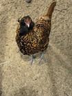 Gold Owlbeards Npip Certified Ai Clean 6 Eggs 