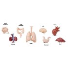 Human Organs Toob Mini Figures Safari Ltd New Toys Educational Educational Kids