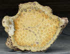 Indonesian Fossil Coral  Slab - Agate Lapidary Rough Slab Cabbing C3