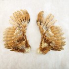 7 5  Chicken Wings Chick Taxidermy Oddities Curiosities Craft Bird Feather Gift