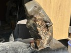 14  Inch Tall  8 Pounds  reptile Fossil   Unknown Species   South America