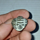 Enrolled Flexicalymene Meeki Trilobite Fossil