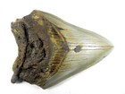 4     Inch Fossil Megalodon Prehistoric Shark Tooth Teeth Killer Fossil Tooth