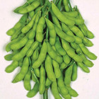 Roasted Soya Bean Seeds