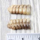 2 Small Rattlesnake Rattles   9357    Taxidermy Diamondback Sidewinder