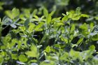 Food Plot Seed Protein Blend Daikon Radish Oats Clover No-till Wildlife Deer