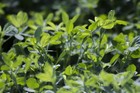 Protein Food Plot Seed Blend     No-till Daikon  Oats   Clover  deer   Wildlife 