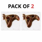 2 Real Atlas Moth Specimens Mounted With Closed Wings Preserved Insect Taxide   