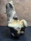 Complete Latoplatecarpus Cervical Vertebrae Dorsal Processes Ozan Tx Fossil