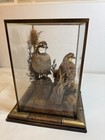 Pair Bobwhite Quail Taxidermy Custom Habitat W  Glass Wood Display