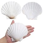 Scallop Shells For5 Inches 10pcs Large Sea Shells For Decorating Whi