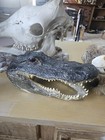 Head From 9 Foot Wild Louisiana Gator