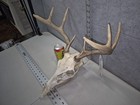 Wild 8 Point 85 3 8  Whitetail Deer Skull European Decor Man Cave Taxidermy Buck