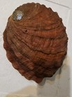  Red Abalone Shell Polished Large 7x7 