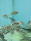 Flowerhorn Super Red Dragon Fry