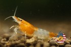 20 2  Orange Rili Shrimp Freshwater Neocaridina Aquarium Shrimp  Live Guarantee