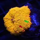 Diyreefer Live Coral Wysiwyg Poletti Jawbreaker Lg Polyp W  Red And Green