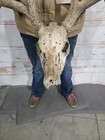 Wild 10 Point Whitetail Deer Antler Rack Horn European Skull Mount Man Cave 130s