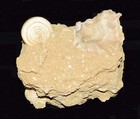 Gastropods Fossil Eosene Shells From Italy   Free Shipping Usa