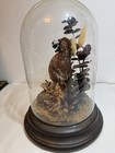 Bobwhite Quail Taxidermy Custom Habitat W  Glass Dome Display