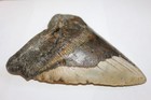 Megalodon Shark Tooth Fossil No Repair Natural 6 43  Huge Beautiful Tooth