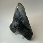 Megalodon Shark Tooth 5 26 Inch - Huge - Natural Fossil - Authentic Teeth 19602