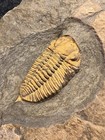 Sokhretia Trilobite Fossil     Well-preserved Specimen