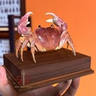 Crab Specimen Real Geograpsus Grayi  Museum-quality Taxidermy   Display Box