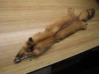 Tanned Red Fox Hide Pelt Fur Winter Heavy Fur High Quality Small Animal Fur Soft