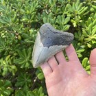 Real Megalodon Shark Tooth 3 81    Big Fossil Shark Teeth From Nc