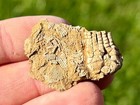 Cymbiocrinus Crinoid Fossil In Matrix Alabama Bangor Limestone Formation