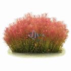 Rotala Wallichii Aquarium Mid-ground Background Plant Aquatic Submerged