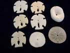 Lot Of 8 Assorted Sand Dollars