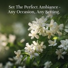 P j Trading Fragrance Oil For Diffusers 0 34 Fl Oz  pack Of 1   Clear